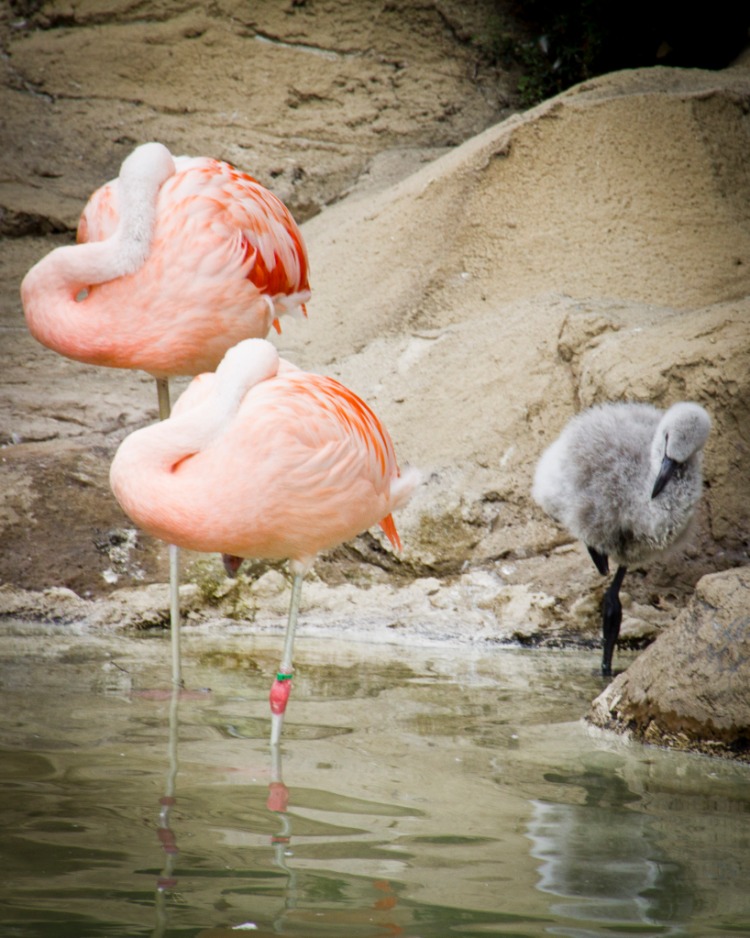 Flamingos - Como Park Zoo (see the baby flamingo on the right?)