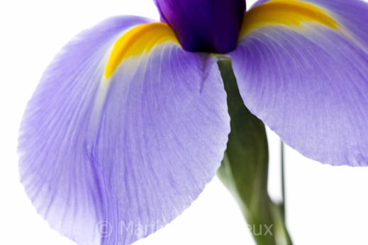 Purple Iris Macro Shot