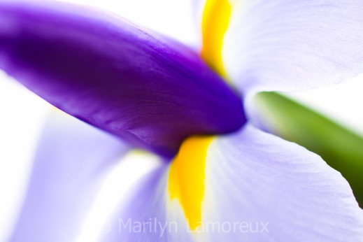 Soft macro shot of purple iris